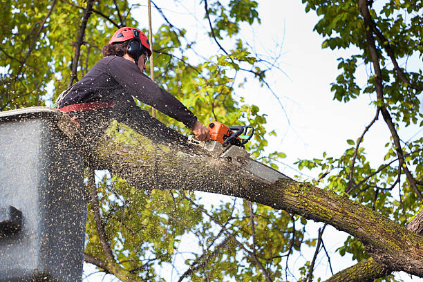 Lawn Renovation and Restoration in Mountainhome, PA